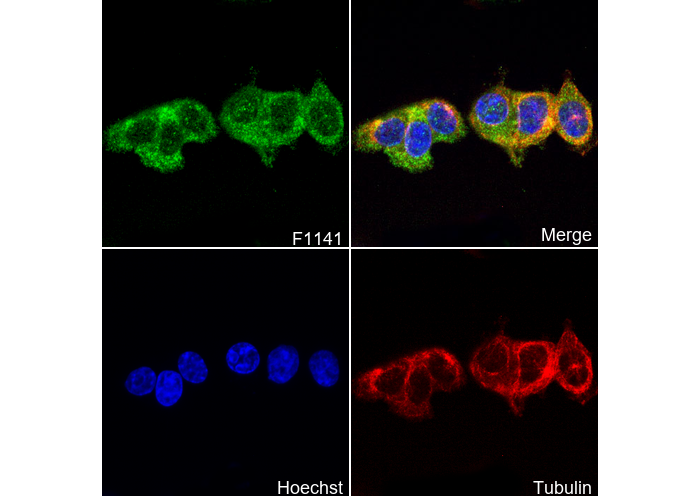 SESN2/Sestrin-2 Antibody