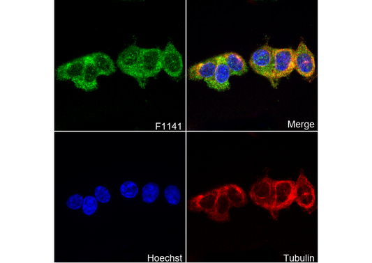 SESN2/Sestrin-2 Antibody