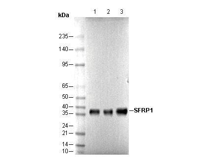 SFRP1 Antibody