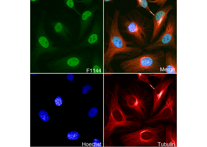 TXNRD1 Antibody