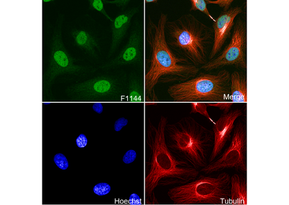 TXNRD1 Antibody