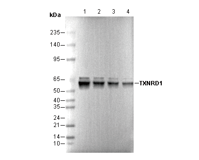 TXNRD1 Antibody