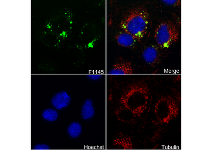 VCAM1 Antibody