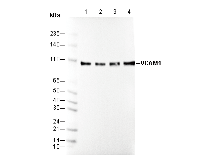 VCAM1 Antibody