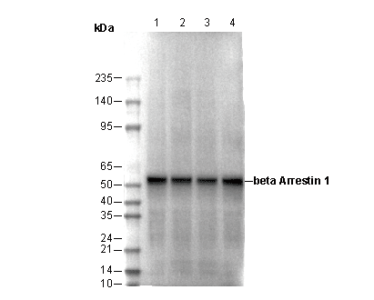 β Arrestin 1 Antibody