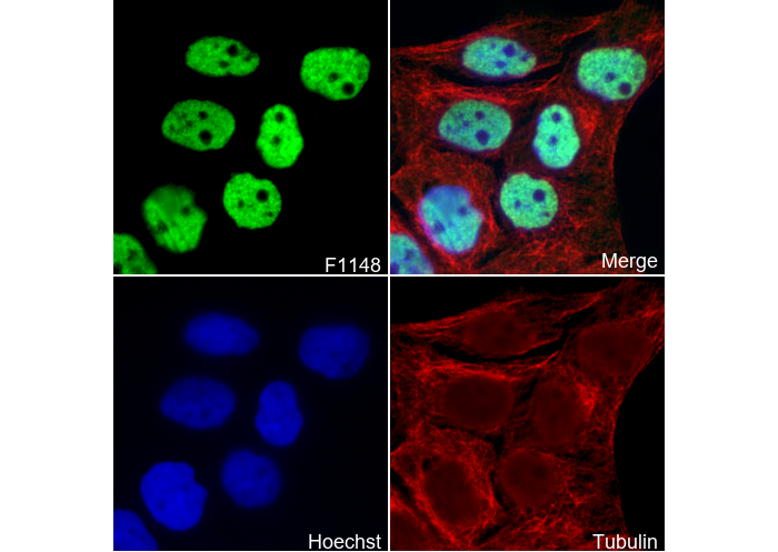 p63 Antibody