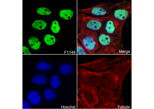 p63 Antibody