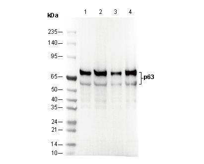 p63 Antibody