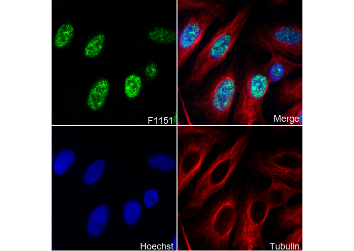 ELK1 Antibody