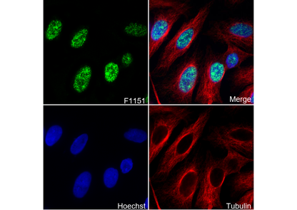 ELK1 Antibody
