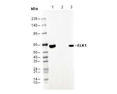 ELK1 Antibody