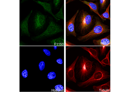 FACL4 Antibody