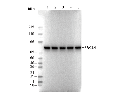 FACL4 Antibody