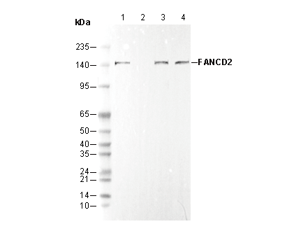 FANCD2 Antibody