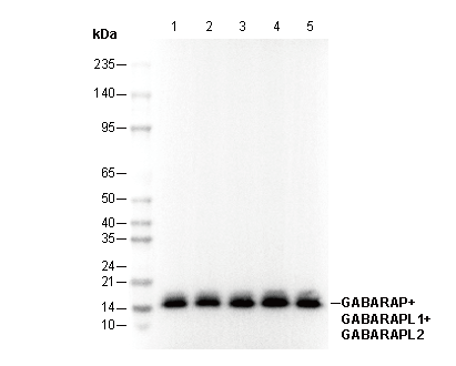 GABARAP+GABARAPL1+GABARAPL2 Antibody