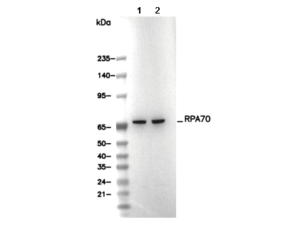 RPA70 Antibody