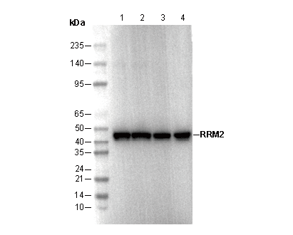RRM2 Antibody