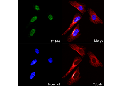 SENP1 Antibody
