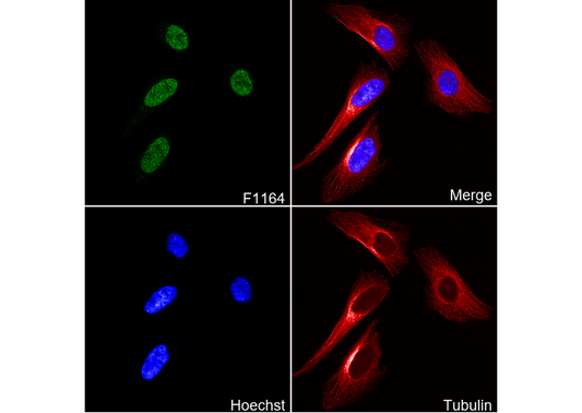 SENP1 Antibody