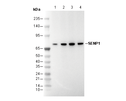 SENP1 Antibody
