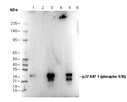 Phospho-p27 KIP 1 (Ser10) Antibody
