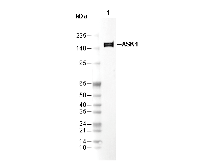 ASK1 Antibody