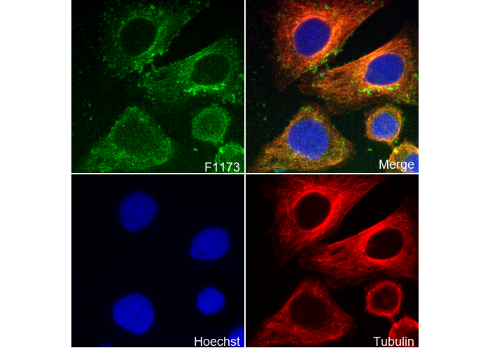 ATG9A Antibody