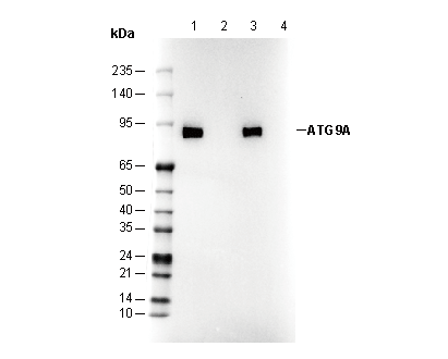 ATG9A Antibody