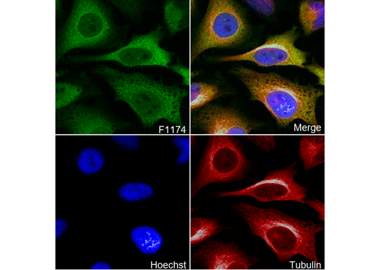 ATP citrate lyase Antibody