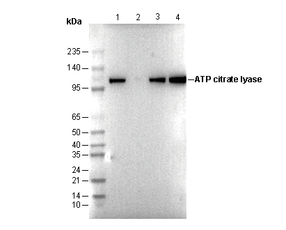 ATP citrate lyase Antibody