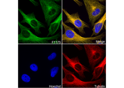 Aurora A Antibody