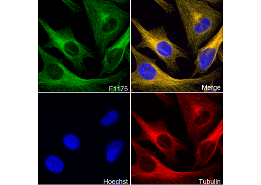 Aurora A Antibody