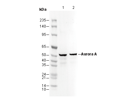 Aurora A Antibody