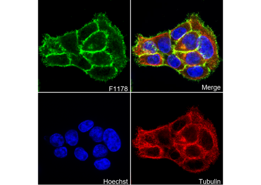 CD9 Antibody