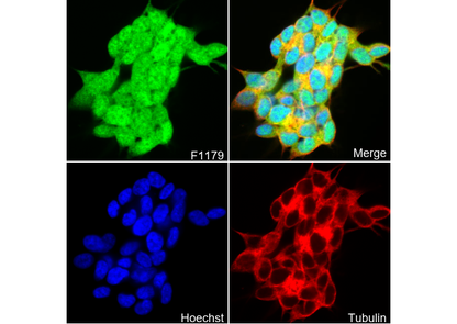 CDK5 Antibody
