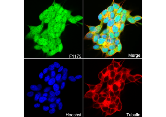 CDK5 Antibody