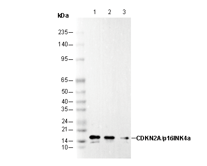 CDKN2A/p16INK4a Antibody