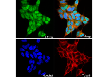 DNA Ligase IV/LIG4 Antibody