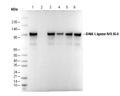 DNA Ligase IV/LIG4 Antibody