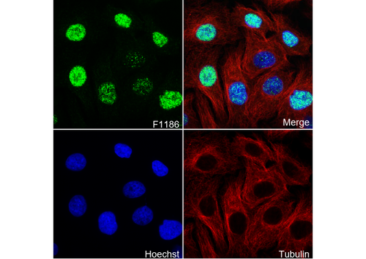 DUSP4 Antibody
