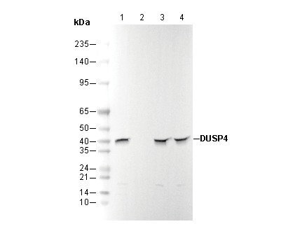 DUSP4 Antibody