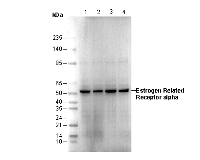 Estrogen Related Receptorα Antibody