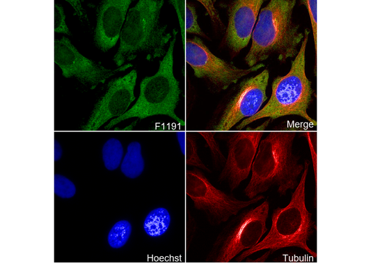 FXR1 Antibody