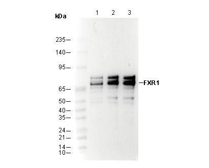 FXR1 Antibody