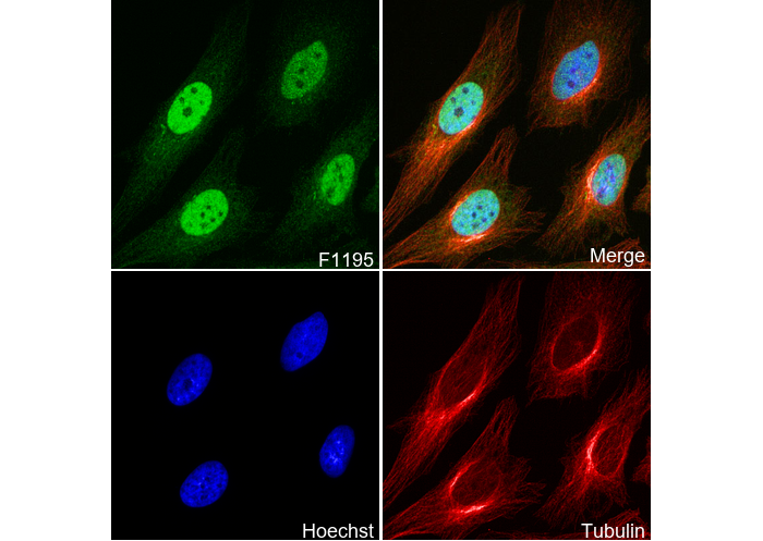 HuR/ELAVL1 Antibody