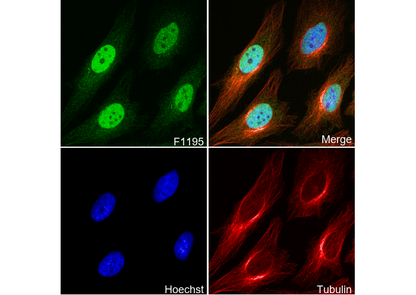 HuR/ELAVL1 Antibody