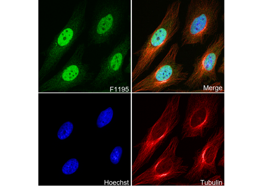 HuR/ELAVL1 Antibody