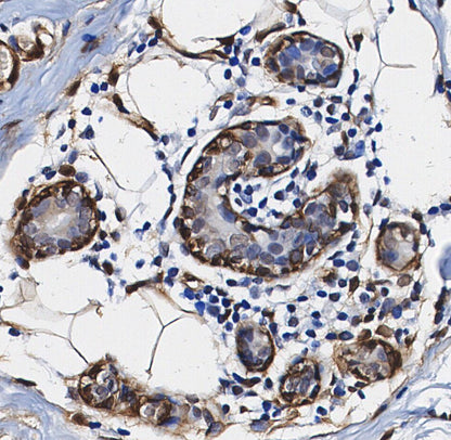 HuR/ELAVL1 Antibody