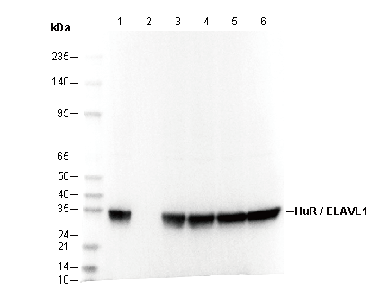 HuR/ELAVL1 Antibody