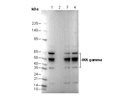 IKK γ/NEMO Antibody